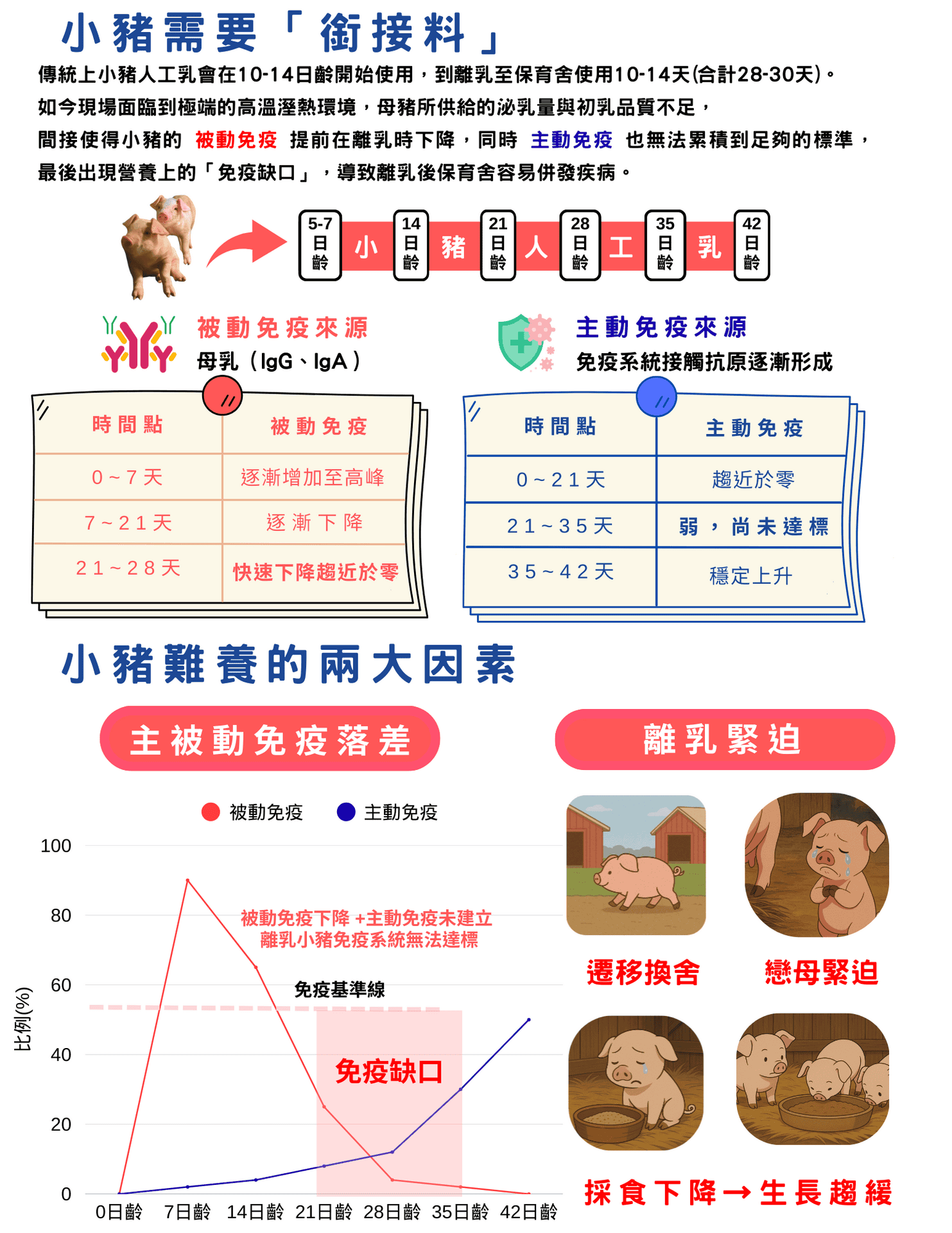 小豬需要「銜接料」 傳統上小豬人工乳會在10-14日齡開始使用，到離乳至保育舍使用10-14天 (合計28-30天)。  如今天現場面臨到極端的高溫濕熱環境，母豬所供給的泌乳量與初乳品質不足，間接使得小豬的 被動免疫 提前在離乳時下降，同時 主動免疫 也無法累積到足夠的標準，最後出現營養上的「免疫缺口」，導致離乳後保育舍容易併發疾病。  被動免疫來源 時間點  0-7天: 逐漸增加至高峰  7-21天: 逐漸下降  21-28天: 快速下降趨近於零  來源: 母乳 (IgG, IgA)  主動免疫來源 時間點  0-21天: 趨近於零  21-35天: 弱，尚未達標  35-42天: 穩定上升  來源: 免疫系統接觸抗原逐漸形成  小豬難養的兩大因素 1. 被動免疫落差 這張圖表顯示了小豬的被動免疫和主動免疫之間的關係。  被動免疫（紅色線）：來自母乳，在出生後7天達到高峰，然後逐漸下降，約在28天後趨近於零。  主動免疫（藍色線）：來自小豬自身免疫系統，在出生後緩慢上升，但在21-28天時，因被動免疫下降而出現免疫缺口，直到35天後才穩定上升。  圖表說明了在被動免疫下降與主動免疫未建立的過渡期間，小豬的免疫力會大幅降低，容易生病。  2. 離乳緊迫 這部分的圖片呈現了離乳對小豬造成的壓力，主要有：  遷移換舍：離開母豬，被移到新的環境。  戀母緊迫：因與母豬分離而感到焦慮。  採食下降 → 生長趨緩：因環境與心理壓力導致食慾不振，影響生長。