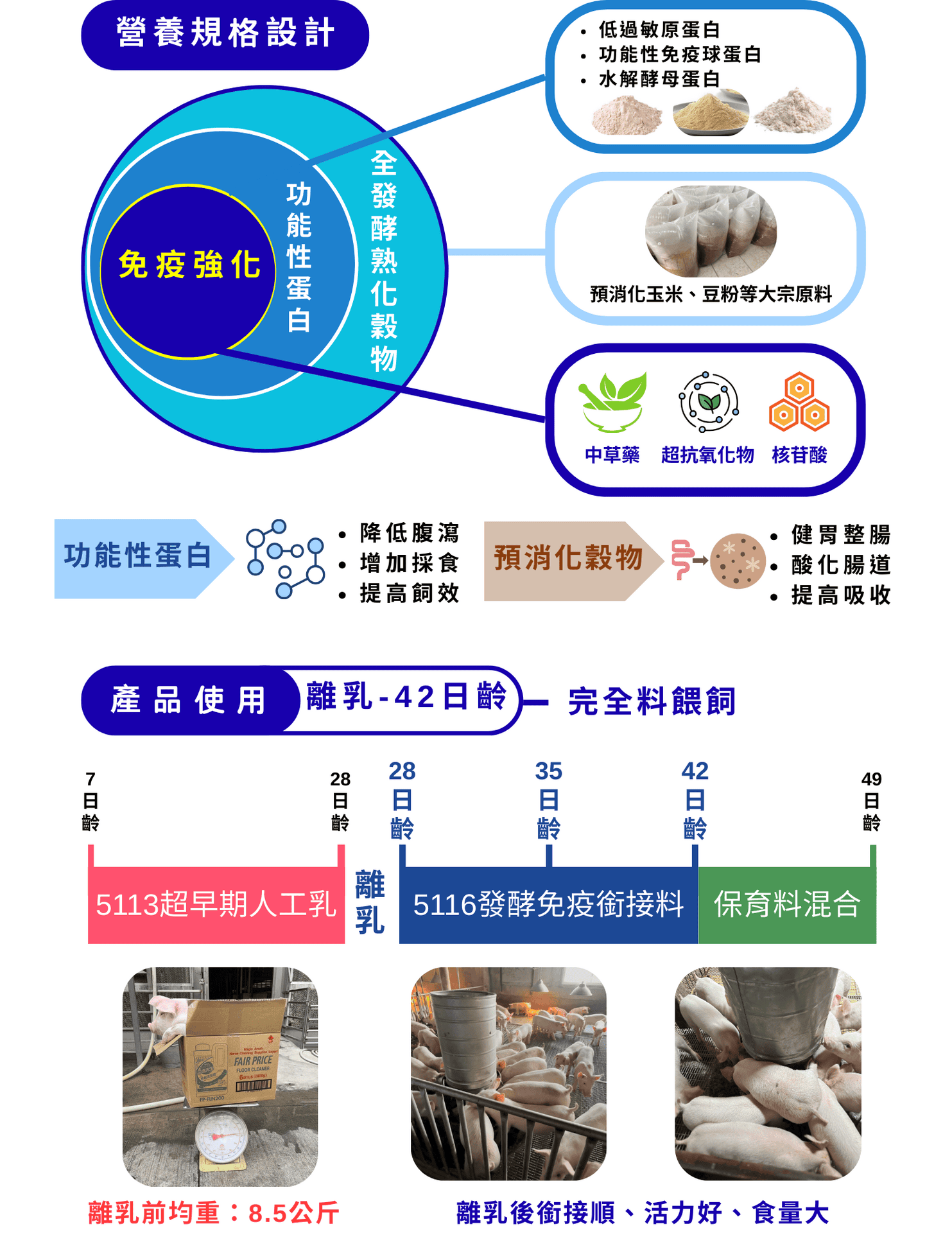 營養規格設計 圖片顯示了產品的三個核心組成部分，共同作用以強化免疫：  功能性蛋白：  低過敏原蛋白  功能性免疫球蛋白  水解酵母蛋白  作用：降低腹瀉、增加採食、提高飼效。  全發酵熟化穀物：  預消化玉米、豆粉等大宗原料  作用：健胃整腸、酸化腸道、提高吸收。  其他成分：  中草藥  超抗氧化物  核苷酸 產品使用 離乳 - 42日齡 → 完全料餵飼  7 - 28日齡：5113 超早期人工乳  離乳前均重：8.5公斤  28日齡：離乳  28 - 42日齡：5116 發酵免疫銜接料  離乳後銜接順、活力好、食量大  42日齡後：保育料混合  圖片顯示豬隻體型飽滿，呈現健康的生長狀態。